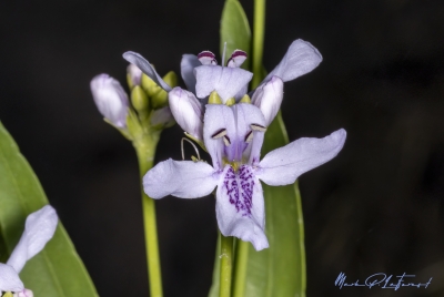 American Water Willow May 2025